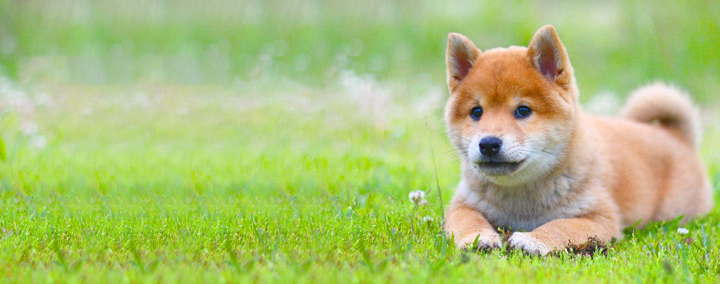 Curling Inspired Dog Names Popular Male And Female Names Wag 